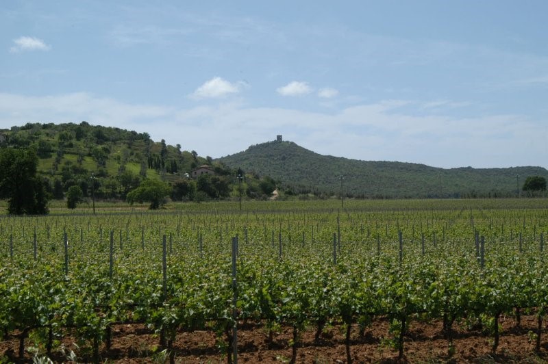 BIBBONA CAMPAGNA